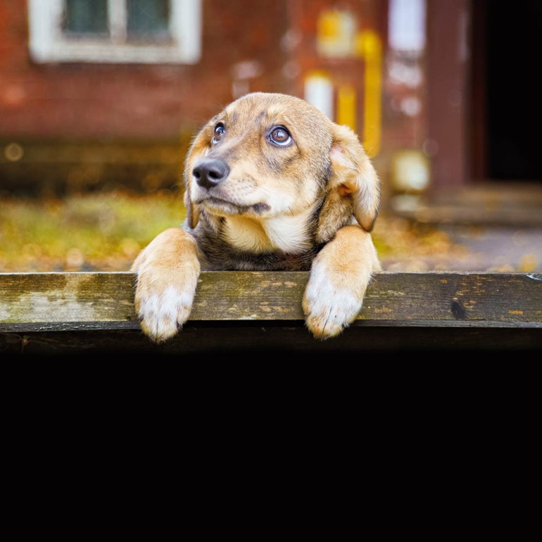 Köpek sahibi olursak ömrümüz uzar mı