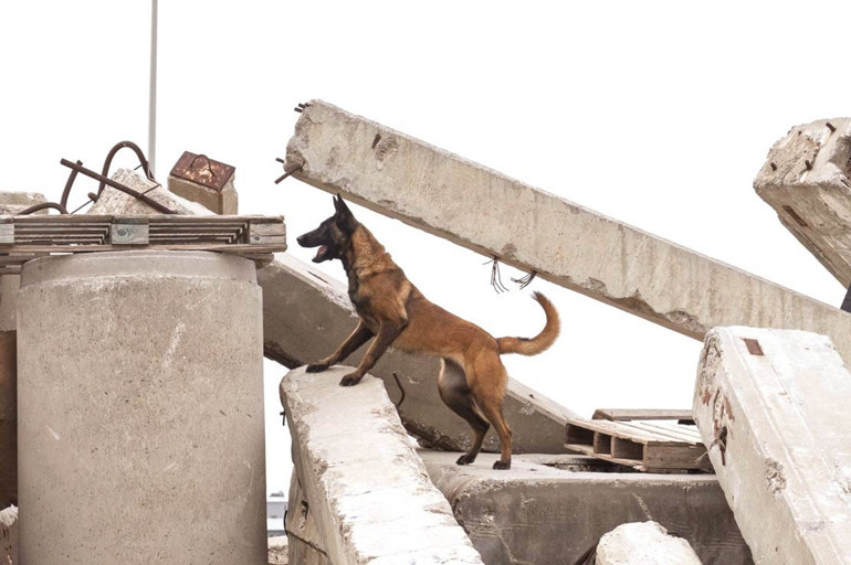 Köpek sahibi olursak ömrümüz uzar mı