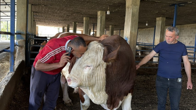 Çocuk gibi büyüttü, gardaşım diye hitap ediyor... Ayrılığı sezen boğanın duygulandıran değişimi