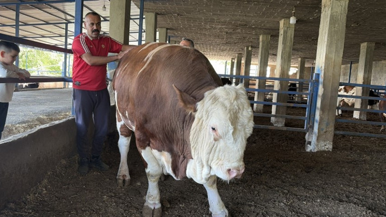 Çocuk gibi büyüttü, gardaşım diye hitap ediyor... Ayrılığı sezen boğanın duygulandıran değişimi