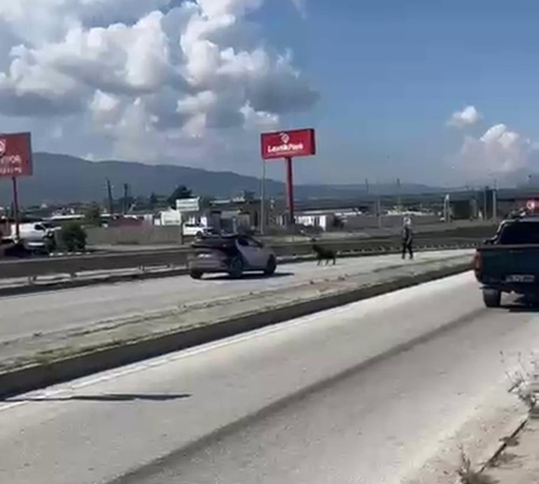  Orta refüjden atladı sahibini geride bıraktı