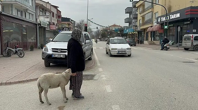 Evden kaçan kuzu son anda kurbanlık olmaktan kurtuldu: Teyzemin evcil hayvanıymış bu