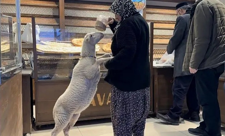 Evden kaçan kuzu son anda kurbanlık olmaktan kurtuldu: Teyzemin evcil hayvanıymış bu