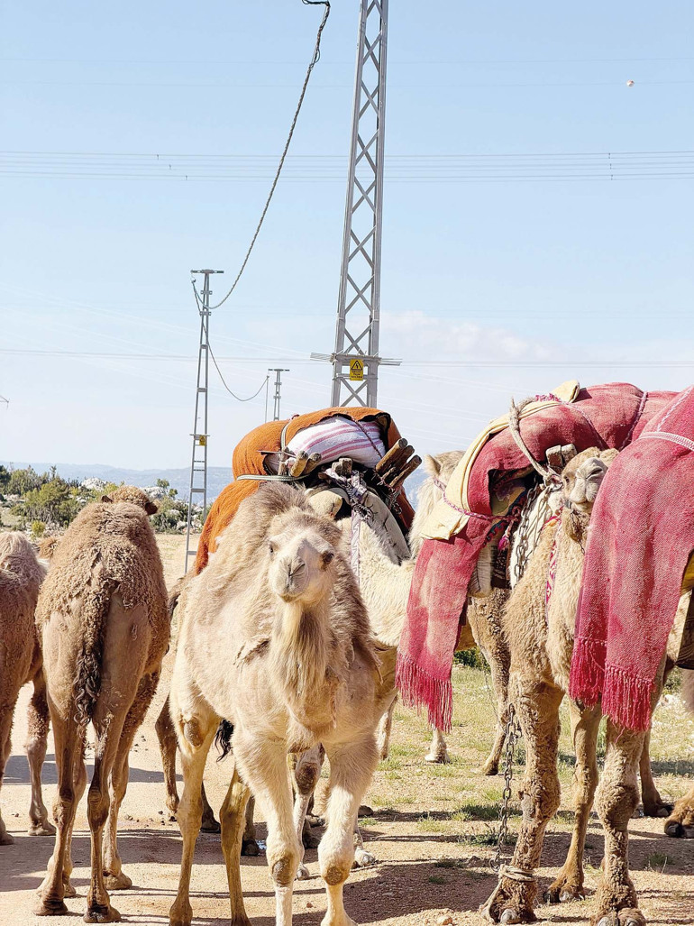 Sarıkeçililer: Deveyle göçen son Yörükler