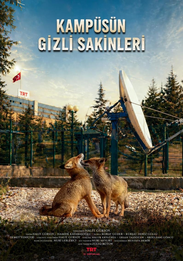 TRT kampüsündeki tilkilerin hikâyesi belgesel oldu... Ankara’nın kalbinde vahşi yaşam