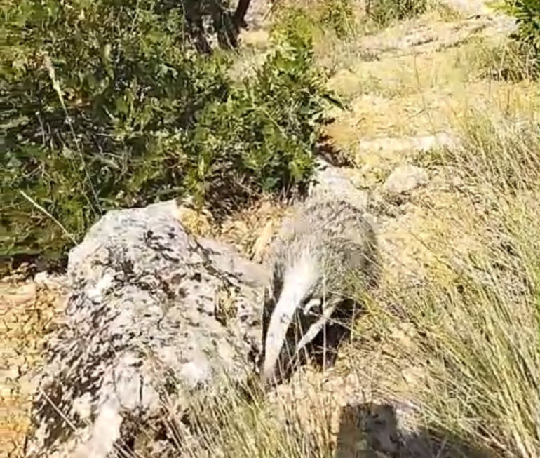 Saldırısına uğrayınca bayılttı