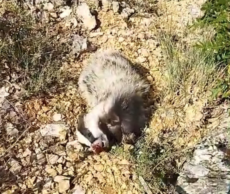 Saldırısına uğrayınca bayılttı