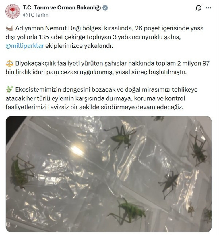 Yasa dışı yollarla çekirge toplayan 3 kişiye 2 milyon 97 bin lira ceza
