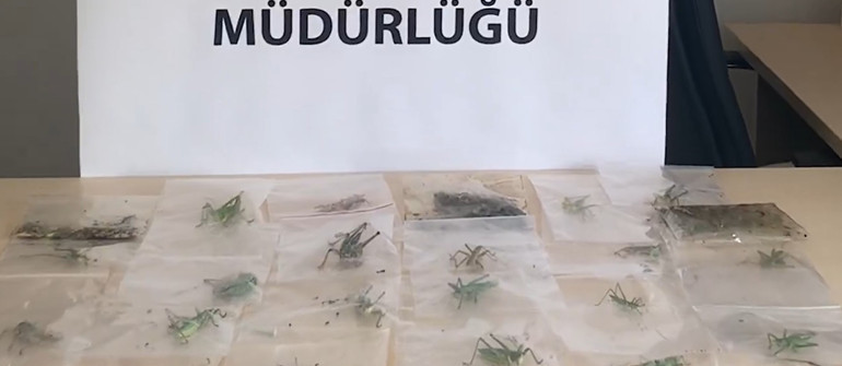 Yasa dışı yollarla çekirge toplayan 3 kişiye 2 milyon 97 bin lira ceza