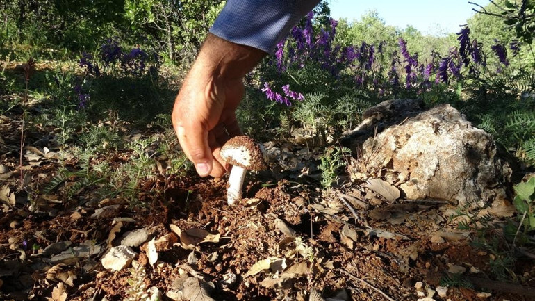  500 liradan satılıyor Yağışların etkisiyle bu yıl bol oldu