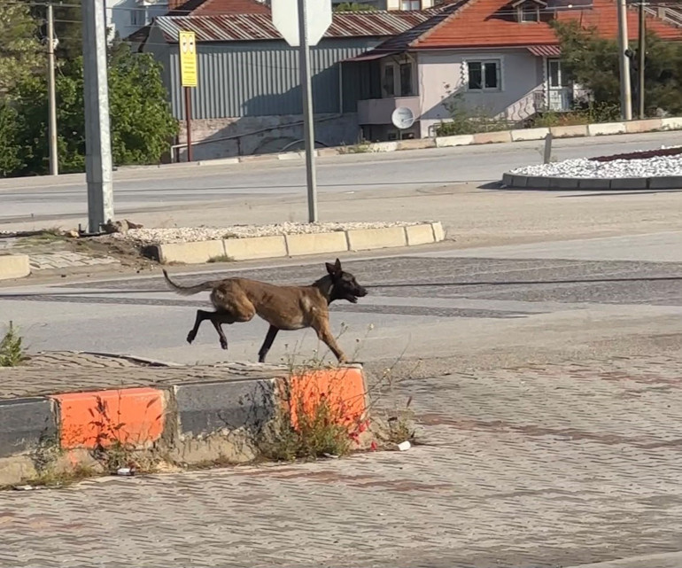 Afyonkarahisarda köpek saldırısında kadının kolu koptu