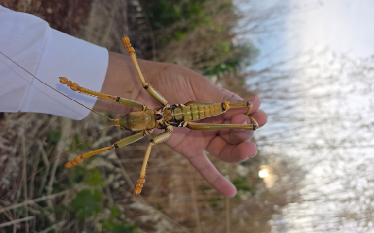 Görenler şaştı kaldı El büyüklüğünde çekirge görüntülendi