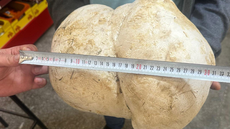 Ispartalı vatandaş evinin bahçesinde buldu: Tam 3,5 kilo | Ne olduğunu anlayınca çok şaşırdım