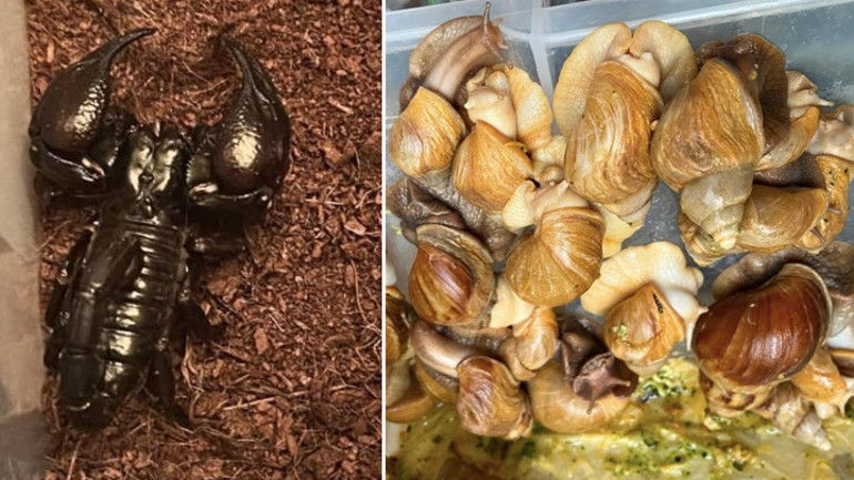 Savan varanı, tarantula, yılan, akrep, iguana ve Afrika dev salyangozları bulundu