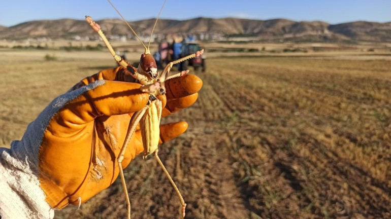 Hasat sırasında gördüğü el kadar çekirgeyi etle besledi