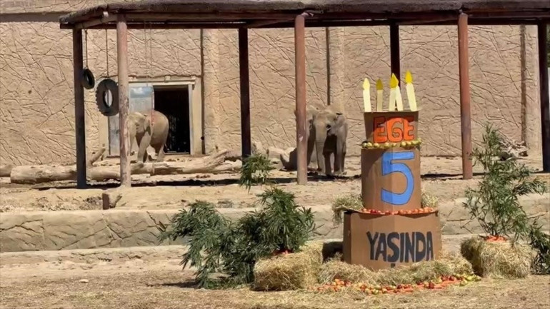 Türkiyedeki tek fil ailesinin en küçük üyesi Ege 5 yaşında