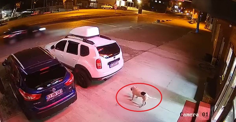 Rize’de ölümlü kaza kamerada Köpeğe çarpmamak için manevra yaptı hayatını kaybetti