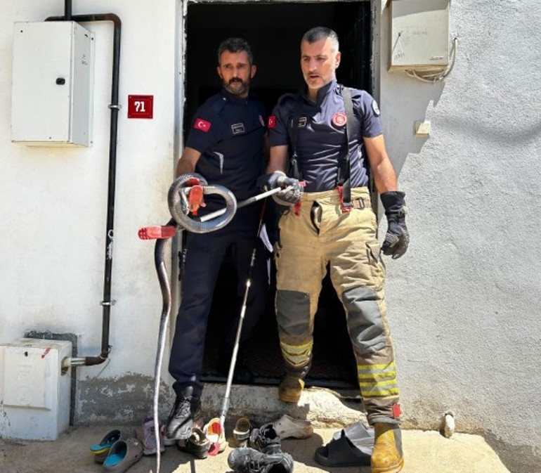 Evin lavabosundan çıkan yılan paniğe neden oldu