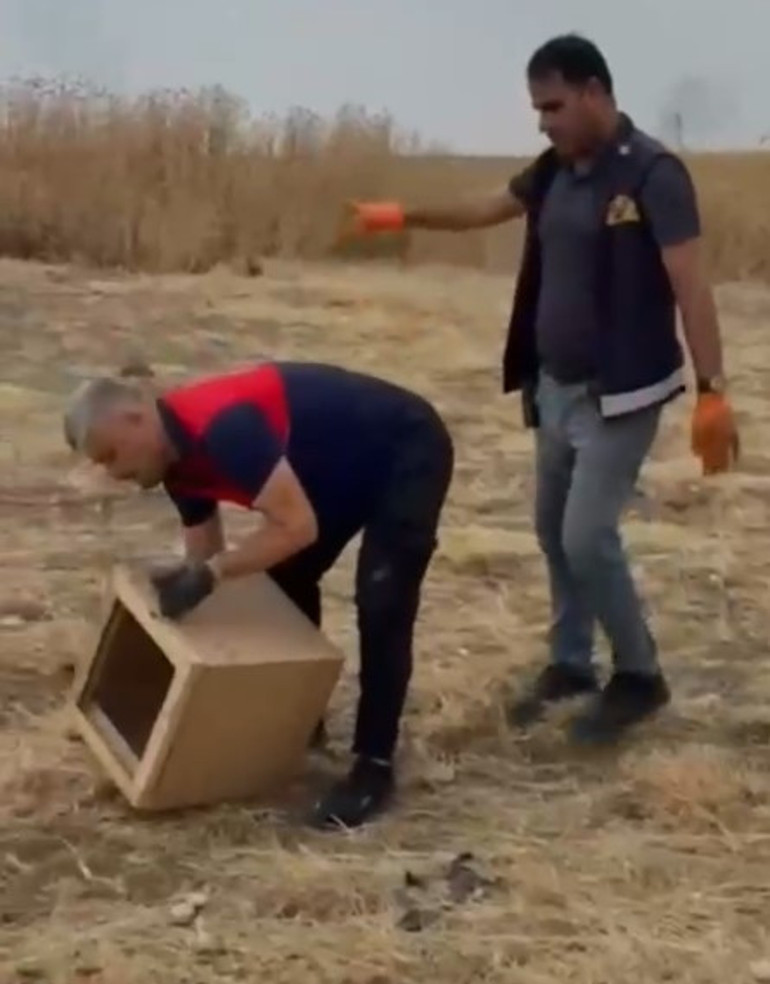Şırnakta ikinci kez görüldü Bir evde bulunan çöl varanı, tedavi edilip doğal yaşam alanına bırakıldı