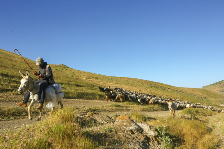 Yayla göçü başladı... Sürülerin tozlu yayla yolculuğu etkileyici görüntülere sahne oldu