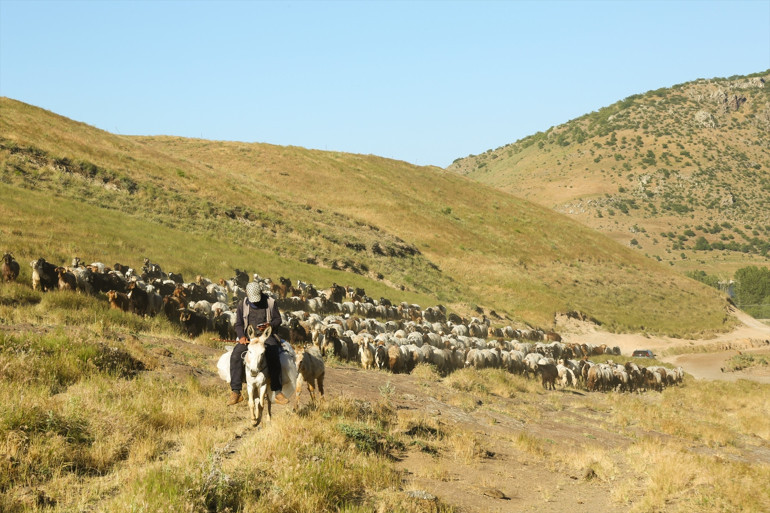 Yayla göçü başladı... Sürülerin tozlu yayla yolculuğu etkileyici görüntülere sahne oldu