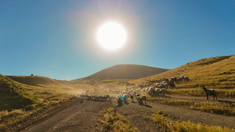 Yayla göçü başladı... Sürülerin tozlu yayla yolculuğu etkileyici görüntülere sahne oldu