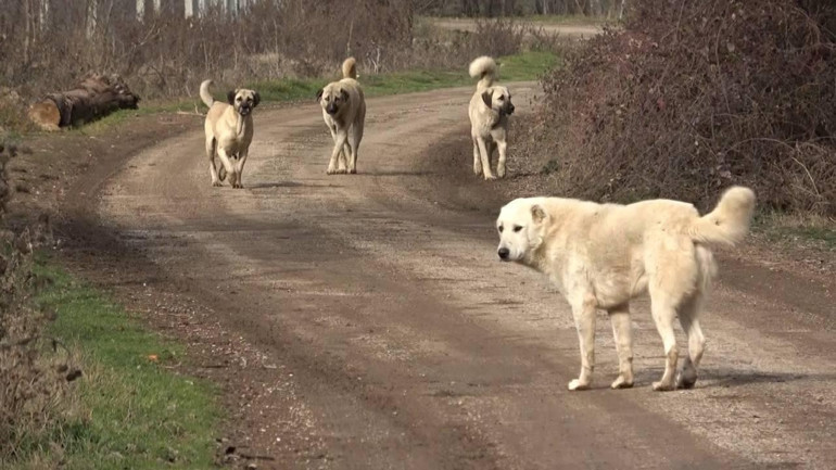 Sahipsiz köpek saldırıları 3 belediye başkanı hakkında soruşturma