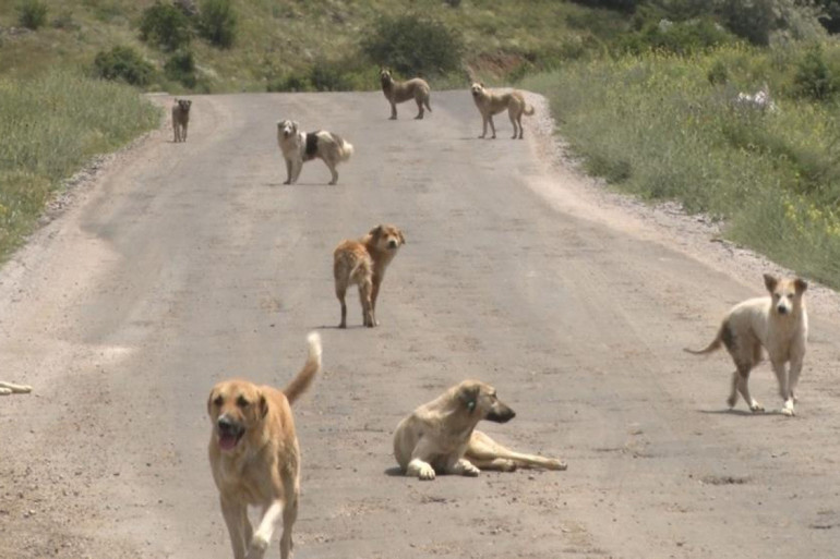 Sahipsiz köpek saldırıları 3 belediye başkanı hakkında soruşturma