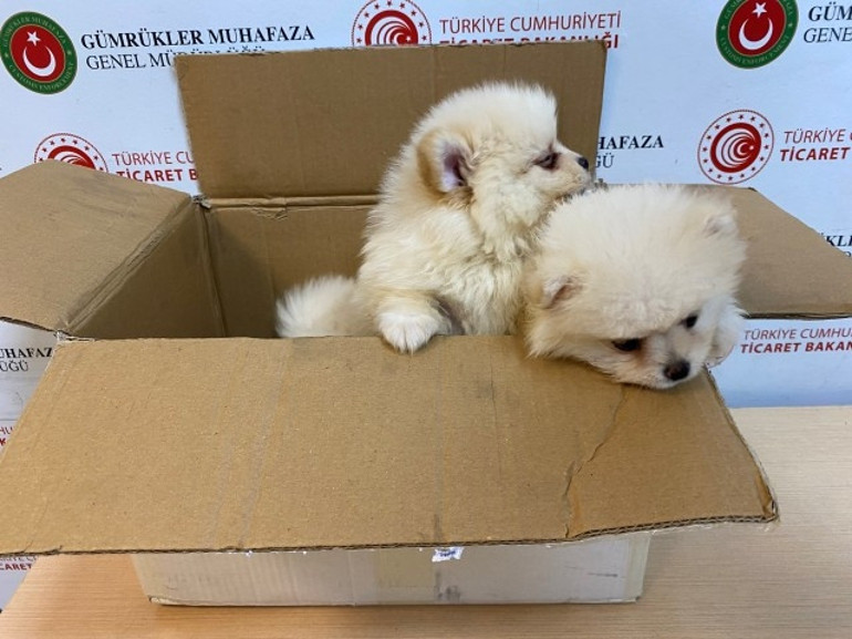 Kapıkulede piyasa değeri 472 bin TL olan 6 Pomeranian yavrusu ele geçirildi