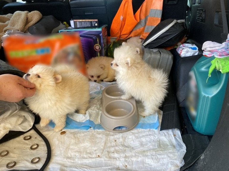 Kapıkulede piyasa değeri 472 bin TL olan 6 Pomeranian yavrusu ele geçirildi