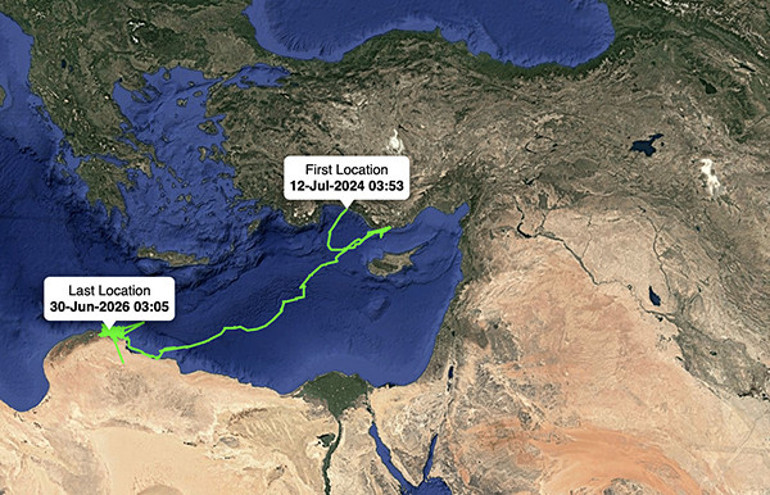 Uydudan izlenen caretta carettalar sürekli yüzerek binlerce kilometre katetti Antalyaya geri gelmeleri bekleniyor