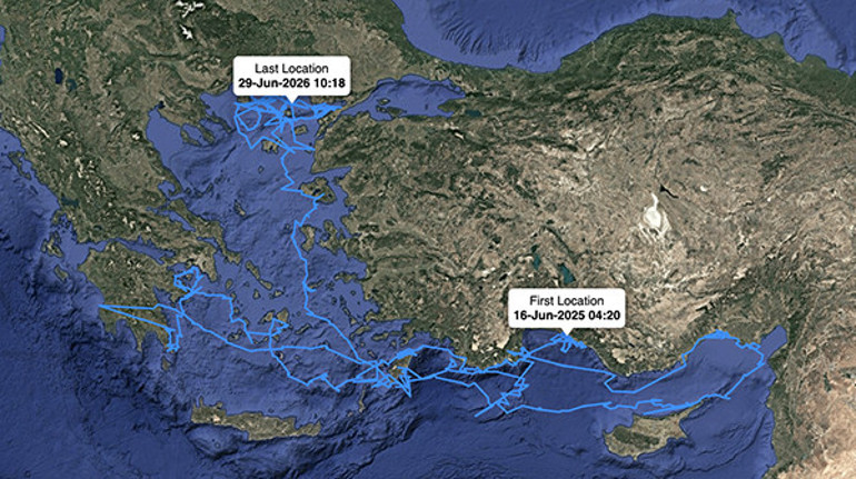 Uydudan izlenen caretta carettalar sürekli yüzerek binlerce kilometre katetti Antalyaya geri gelmeleri bekleniyor