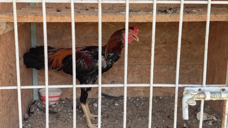 Horoz dövüşüne baskın Bahis oynayan 50 kişiye 650 bin TL ceza