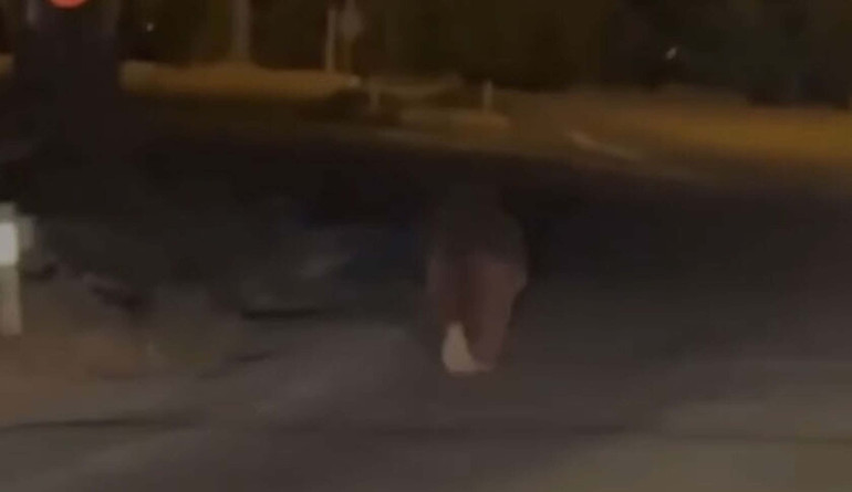  Evinin balkonunda uyurken ayı saldırısına uğradı Hastanede hayatını kaybetti