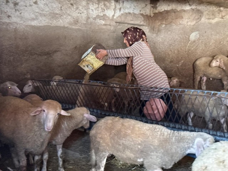 Eskişehirde büyü iddiasıyla öldürülen çiftçinin eşi, iki oğlunu okutmak için tek başına çobanlık yapıyor