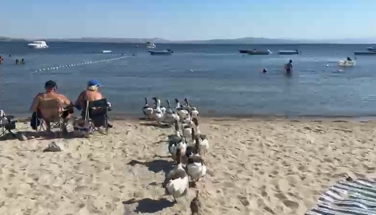 Erdek’in Şartlı Tahliyeli kazları sahile döndü: Sürüye bir de ördek yavrusu katıldı