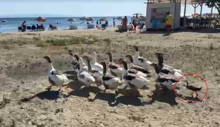 Erdek’in Şartlı Tahliyeli kazları sahile döndü: Sürüye bir de ördek yavrusu katıldı