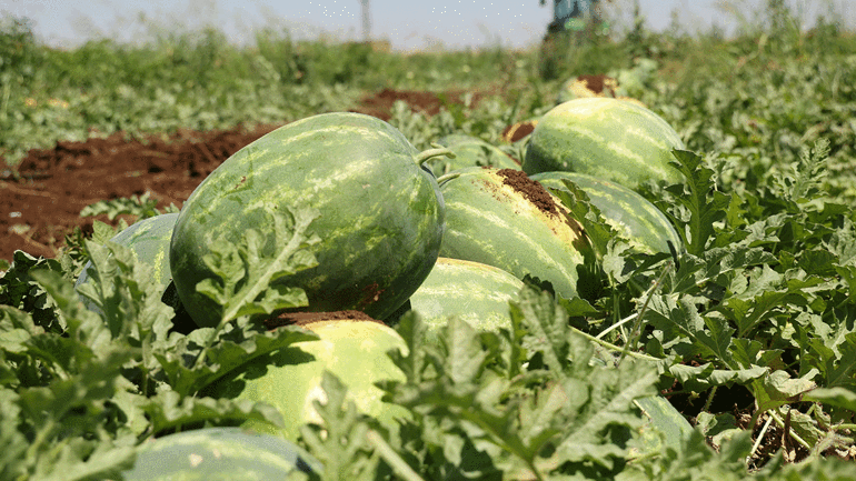 Diyarbakır karpuzunda hasat zamanı