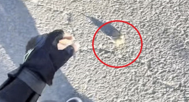 Motokurye, ağzındaki buğday tanesini çıkardığı serçeyi kurtardı
