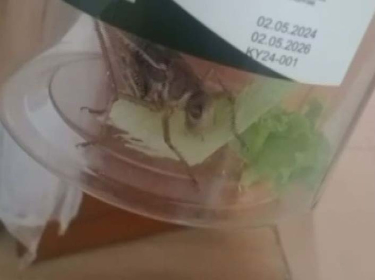 Sürü halinde Türkiyeye geliyor: Trakya ve İstanbulda çekirge istilası iddiası Ne yapacağımızı bilmiyoruz