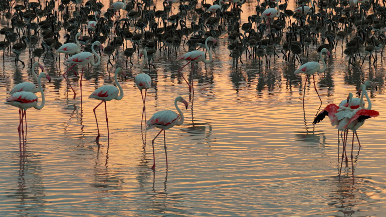 Bakan Kurumdan Flamingo paylaşımı