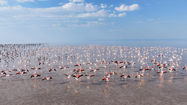 Bakan Kurumdan Flamingo paylaşımı
