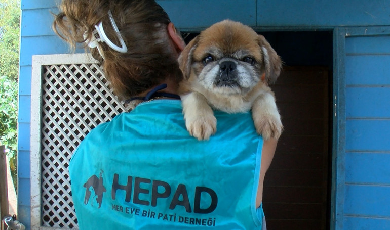 Bursada terk edilen cins köpekler yeni yuva bekliyor