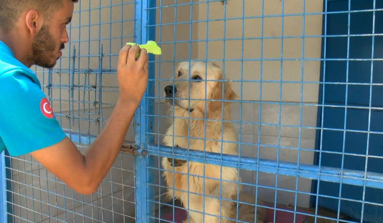 Bursada terk edilen cins köpekler yeni yuva bekliyor