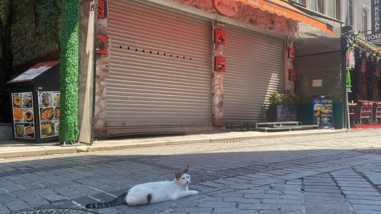 Fatihte mühürlü dükkandaki kötü kokunun altından bozuk gıda ve kedi ölüleri çıktı