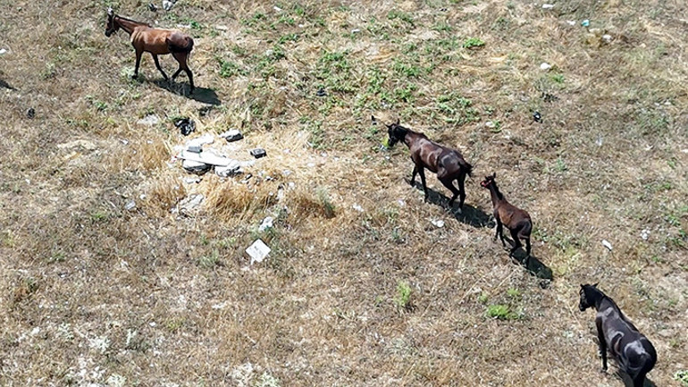  Mahalleli endişeli Yolda birden önümüze fırladılar