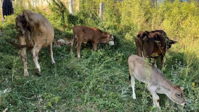  Uçurumdan düşerek telef olan ineğine sarılıp saatlerce ağladı