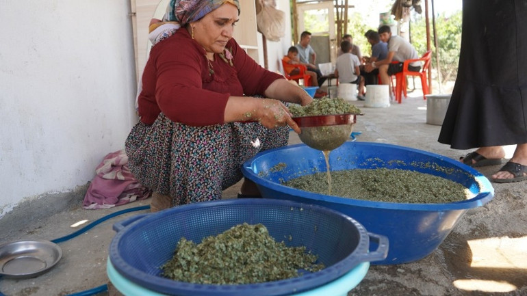 meşe yapraklarından süzülen gezu köylünün geçim kapısı oldu