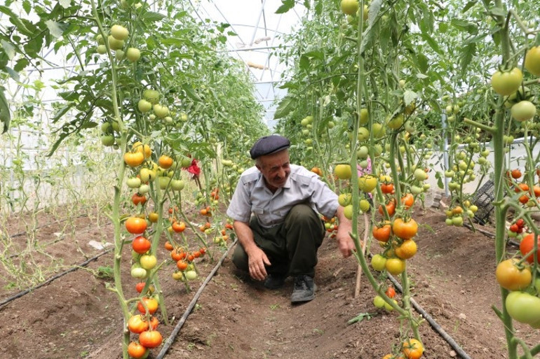 Yüksekovada 2 dönümlük bahçesinde ürettiği domates ve salatalıkla 9 çocuk büyüttü