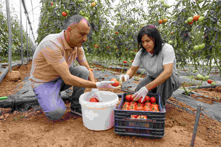 Hayalinin peşinden giden kadın çiftçi, kurduğu serada üretime başladı